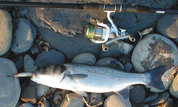 Caught in bright sunlight at high water - note the new reel.