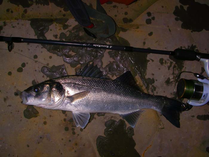 Note the change of rod for my second morning - a bit of a rest for my arm.