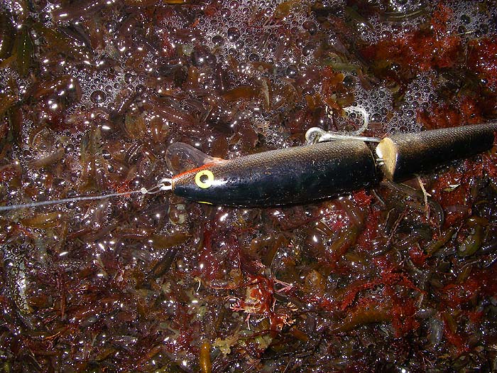 The plug is just to give a bit of scale to the layer of weed and 'woodlice' carpeting the shore.