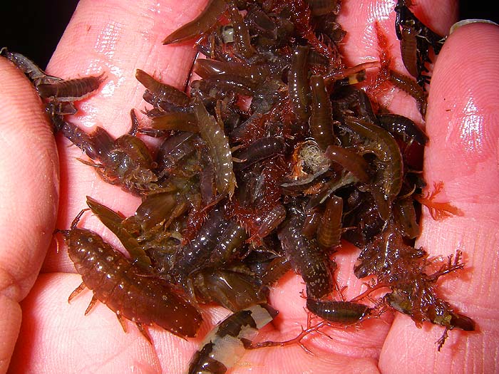 I picked up a handful just to show more clearly the density of fish food present.