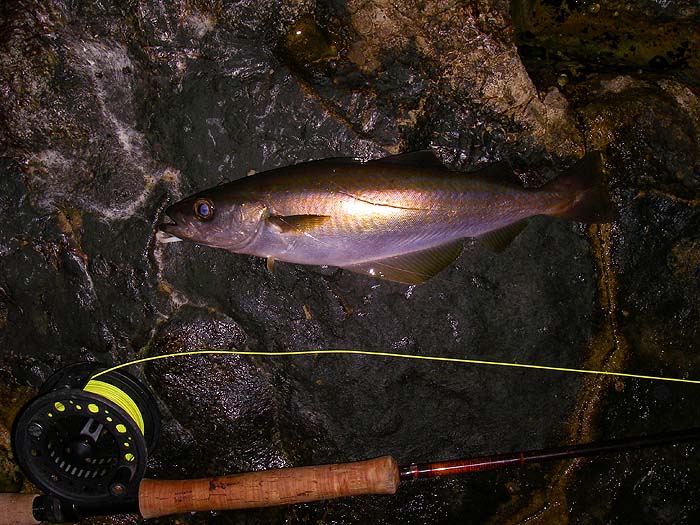 Not the biggest one I caught but a feisty fish none the less. Note the tail of the Delta.