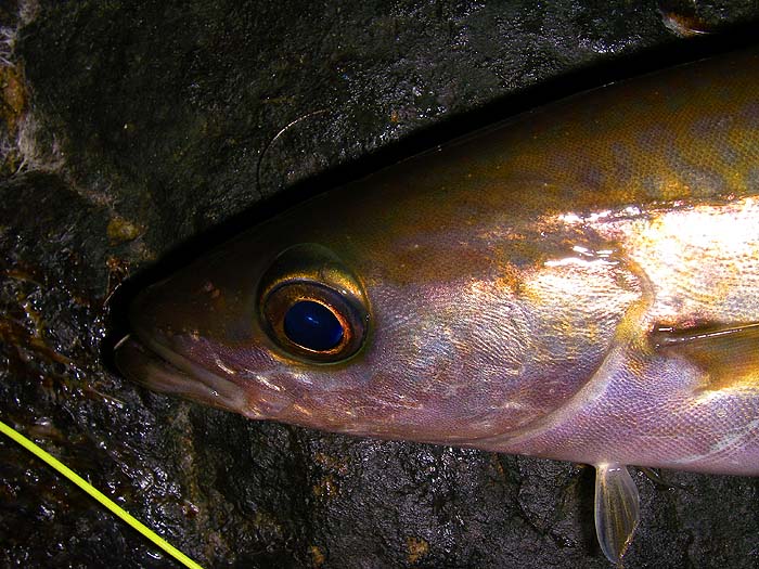 Pollack are beautiful fish when you look closely at them.