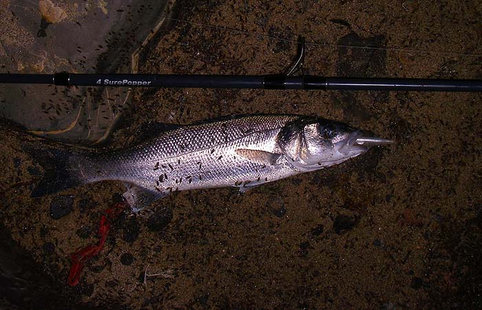 This one was determined to swallow the eel and within seconds of being beached was covered in sand hoppers.