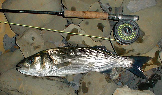 This one had engulfed the little Redgill.