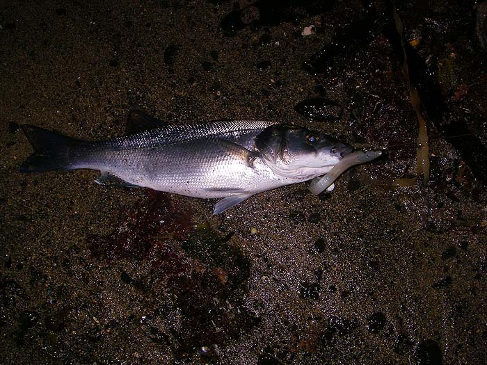 A bit cleaner than the other one and nicely hooked in the jaw.