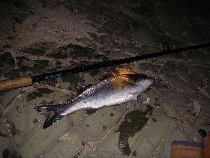 This one took on the second cast. Note the glow of my torch, used to try and focus the camera.