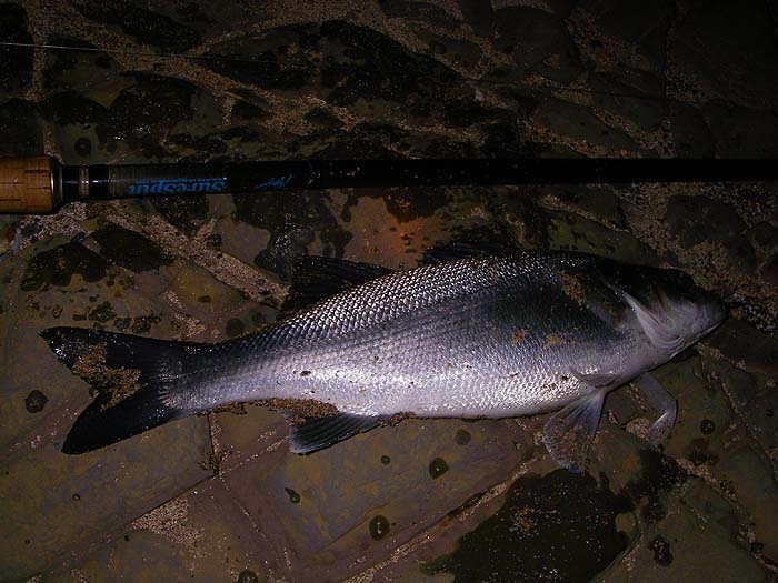 The same little fish - it looks as though it's in mint condition.