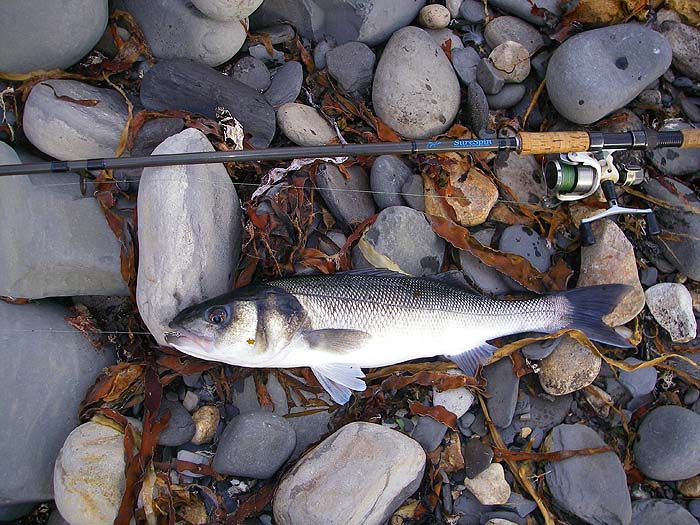 Although we enjoy catching any bass it's good to get one a bit bigger. It really wanted the Redgill didn't it?