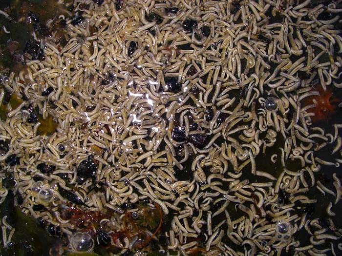 This was typical of the tides we fished.