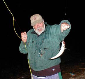 One of the first fly-caught scad.