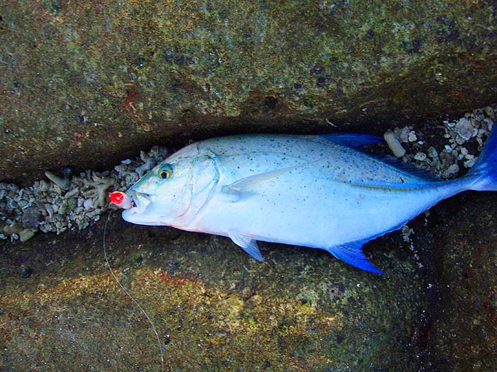 What a spectacular fish and no doubt just as powerful as all the other species of jack.