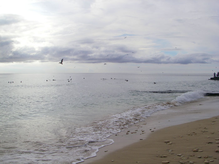 These birds are a good indication of the presence of bait fish and usually the predatory fish (in this case tarpon) aren't far behind.