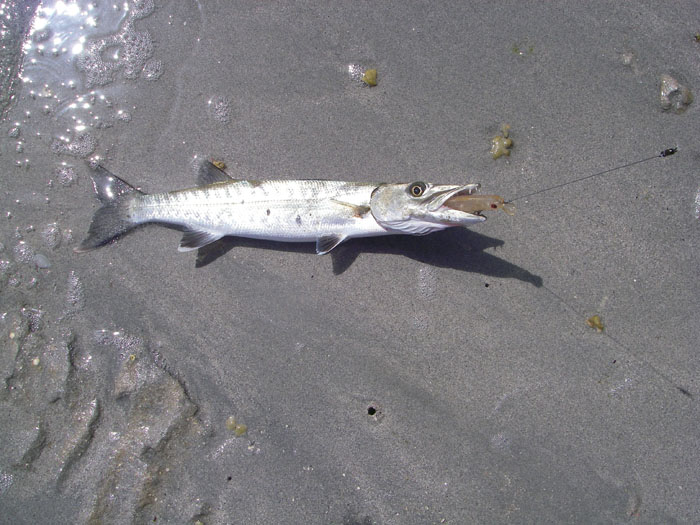 My first fish of the trip - quite a relief.