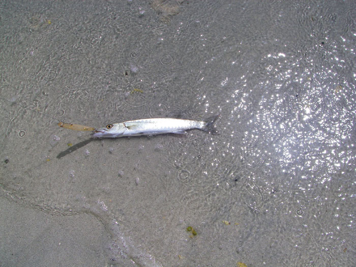 This one just nipped the tail of the Angel Kiss plug.