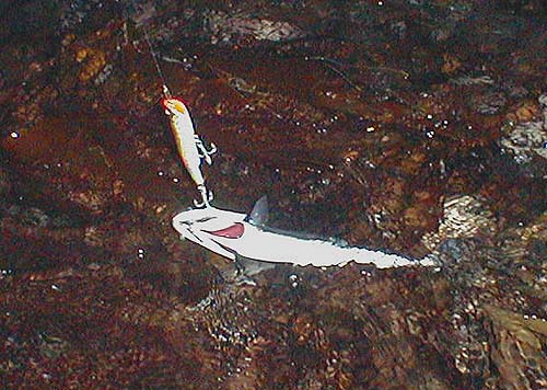 The first (but probably not the last) time I've seen one of these fish caught on a surface lure.