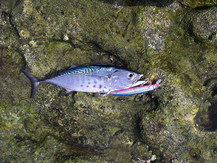 I've caught a fair number of these beautiful fish from the boat but this was a first from the shore for me. They always seem to head for the bottom when they're hooked.