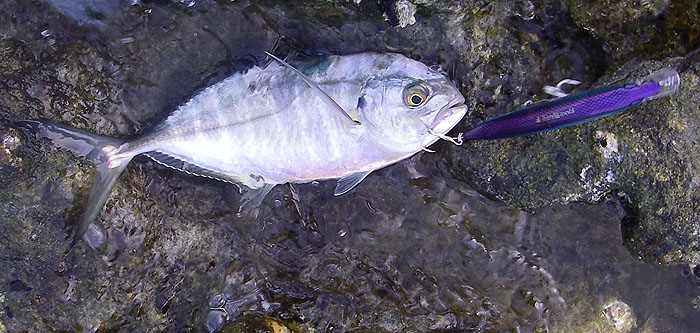 I'd never seen, let alone caught, one of these before.