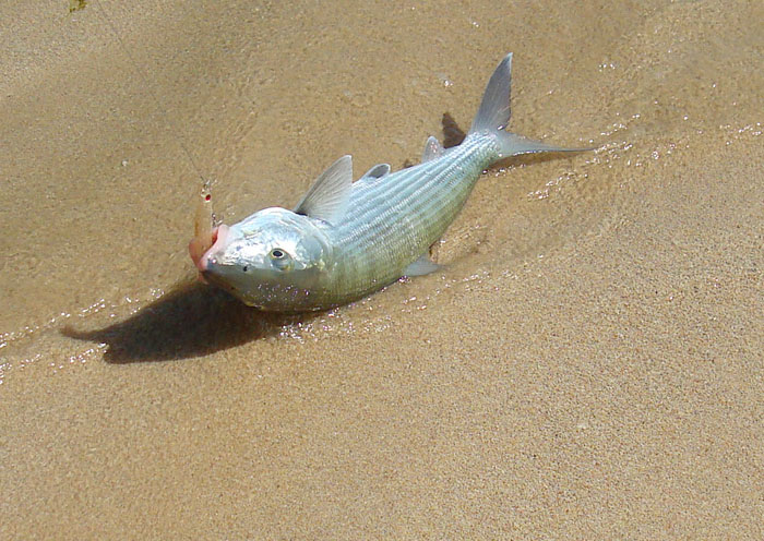 My first bonefish of the trip slides ashore with the Angel Kiss well in its mouth.