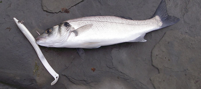 No great size but better than nothing.