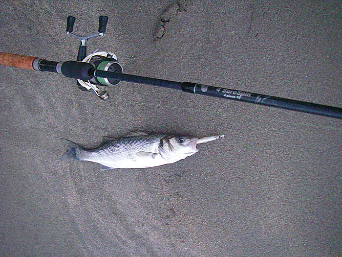 It's not often I have a picture of a fish taken from a sandy beach.