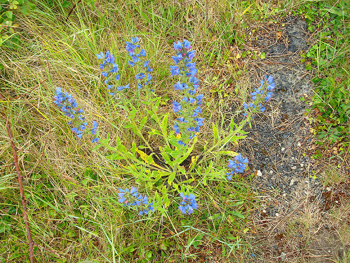 The picture doesn't do justice to the vibrant blues and pinks of the plant. Almost as good as catching a fish.