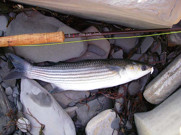 This was one of my fish taken on a maggot fly.'.