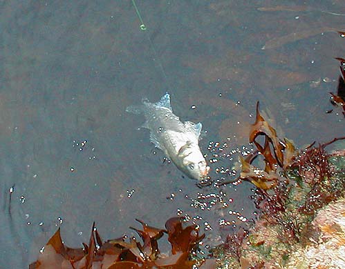 Was this the same fish that struck the first time or one of its mates?