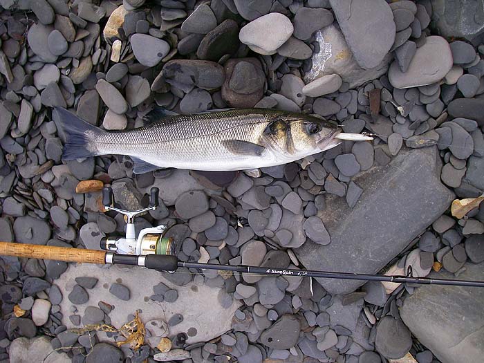 A decent fish in fine condition.