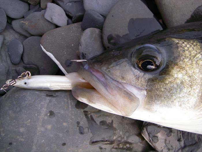 It would never have come off but it was easy to unhook on the big single.