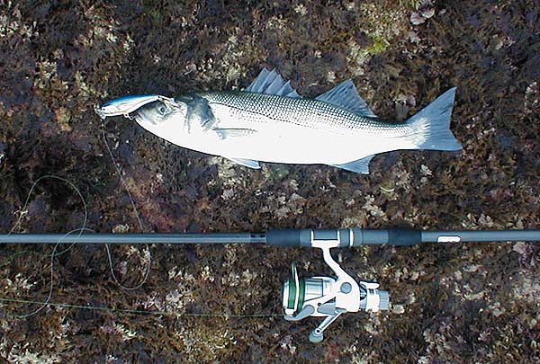 Note the new reel. I have to be extra careful to keep the line 'tidy' on the spool.