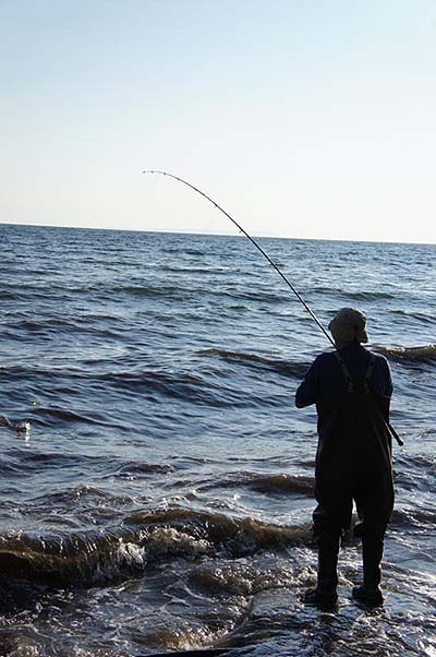 A fish has taken one of the little eels and is fighting gamely.