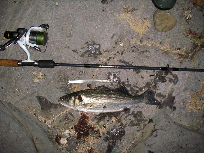 At last I'd managed to land a bass. The hook dropped out after it was on the rocks.
