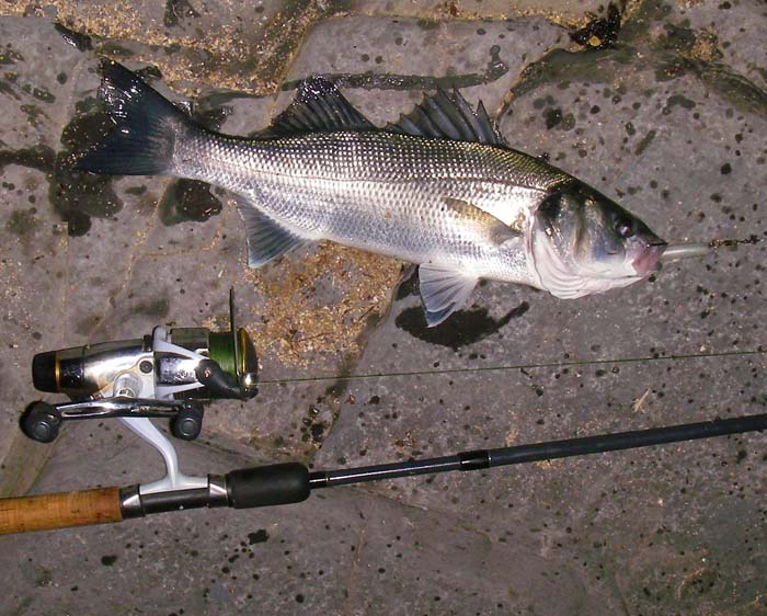 This one was firmly hooked, just as they should be on a single-hooked lure..