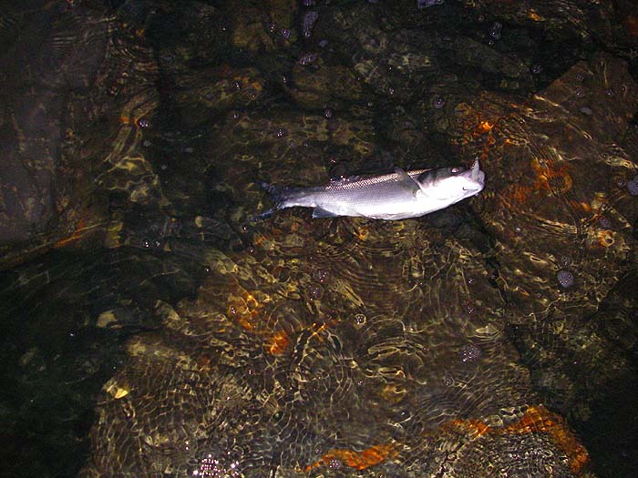 Notice the clarity of the water even in the early morning gloom.