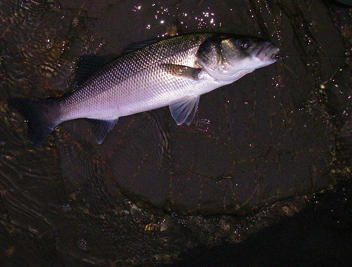 A bit bigger but even fish of this size often seem to yank the tail of the lure without being hooked.