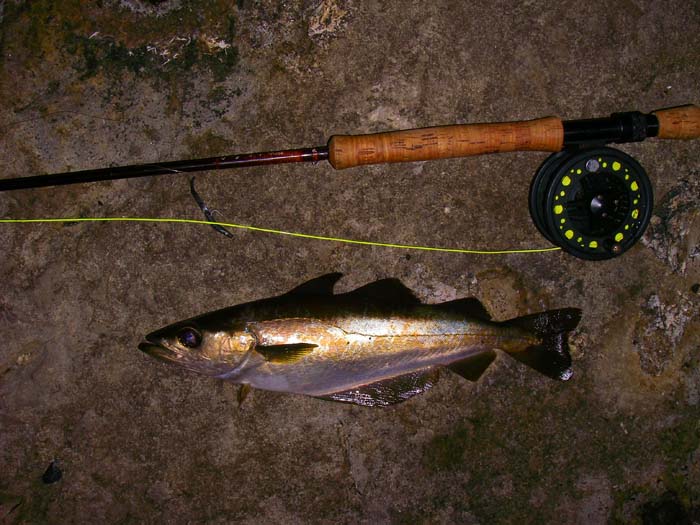 A decent pollack caught on my little black Delta eel.