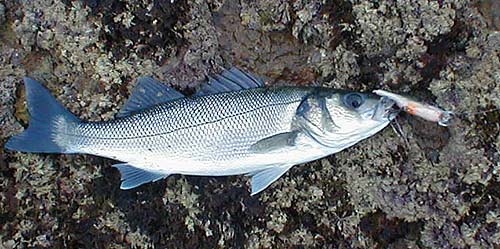 Like peas in a pod even to the abortive first strike and the position of the hook in the mouth.