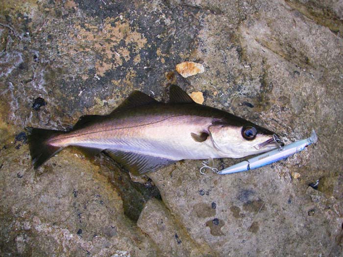 I tried a plug for a while and caught more pollack.