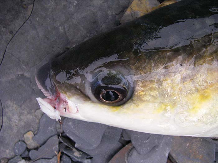 The maggot fly is well embedded in the 'soft'???? mouth. I had a job to get it out.