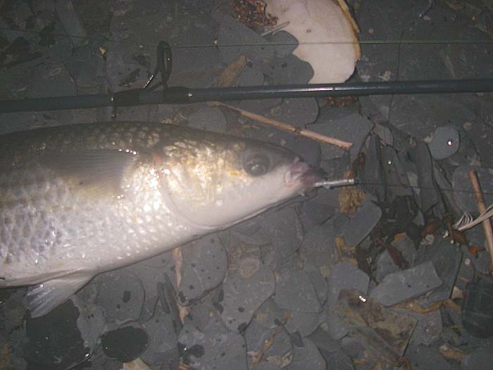 I was trying to get a late bass when this mullet took the plastic eel but I wasn't disappointed.