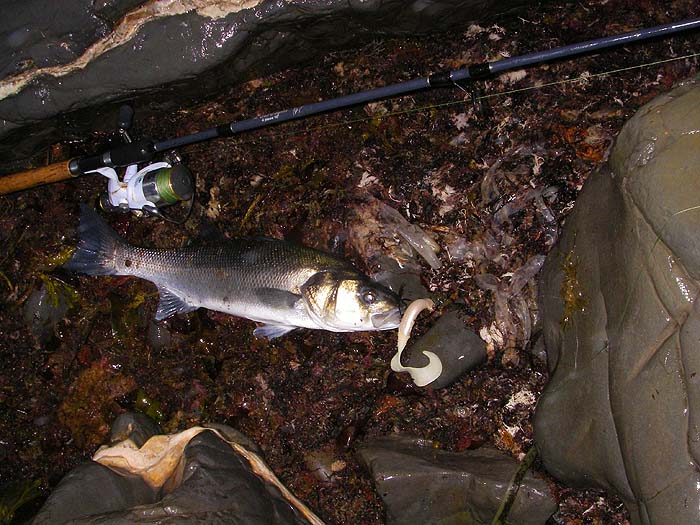 This fish was well over four pounds. My lure was a lot bigger and more or less all pale coloured. It doesn't seem to make much difference.