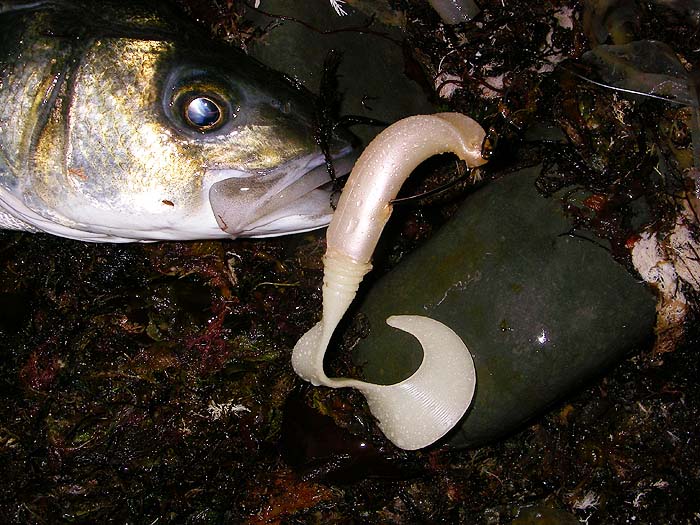 The lure had collapsed nicely on the wide gape of the 'Hooking Master' lure hook.