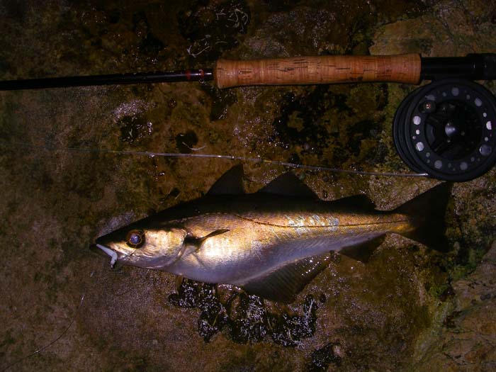 It's still a bit gloomy but the pollack was a good start for my new bit of kit.