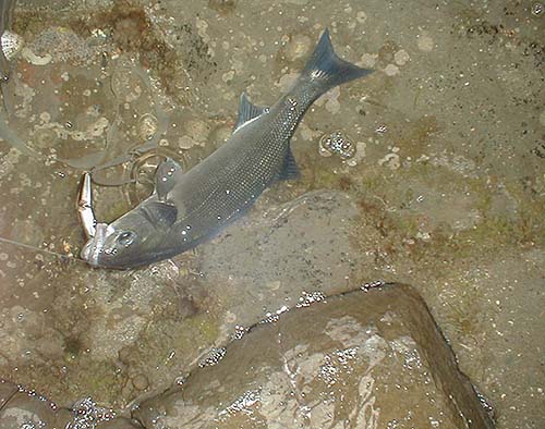 A nice bass on a J11.