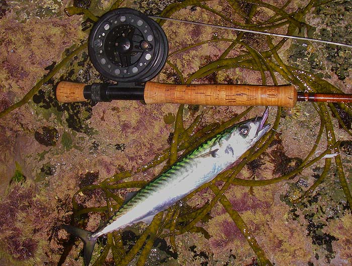 A small but feisty mackerel caught later in the session.