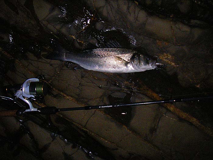 This was one of the three schoolies taken on my first session.