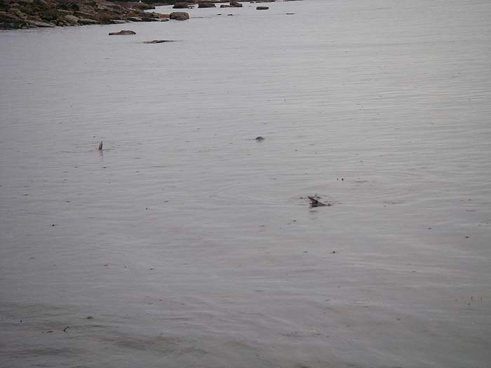 Two tails and a back clearly visible as the bass gorge themselves on <i>Idotea</i>.