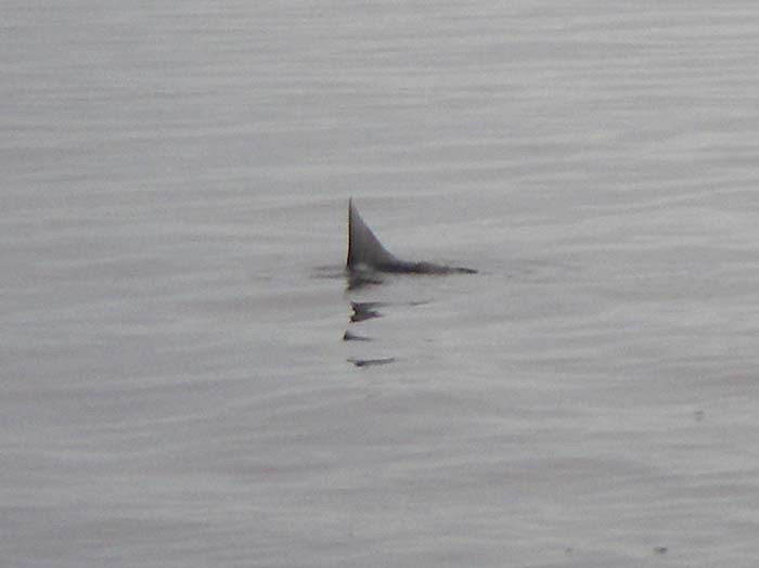 Pity I couldn't get this one to bite.