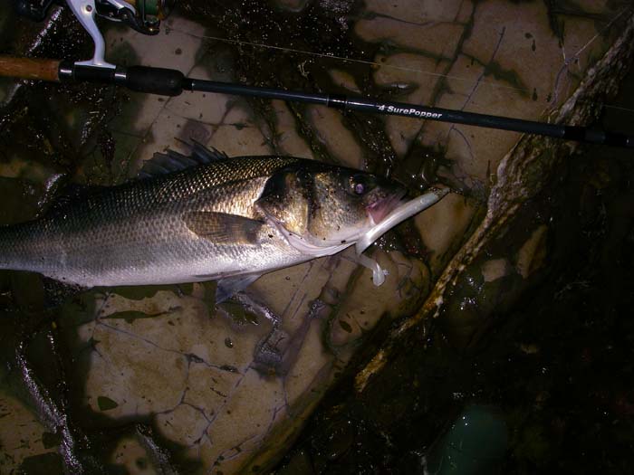 The first, and best, fish of my final session. Clearly it was still pretty dark when I caught it.