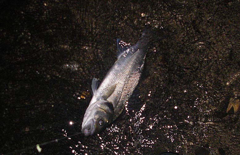 A smaller bass on the Redgill.